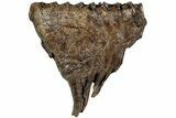 Woolly Mammoth Upper M Molar - North Sea Deposits #237973-2